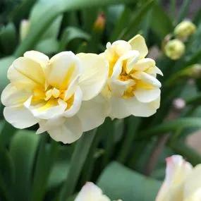 Cheerfulness Daffodil (Narcissus Cheerfulness) Img 2